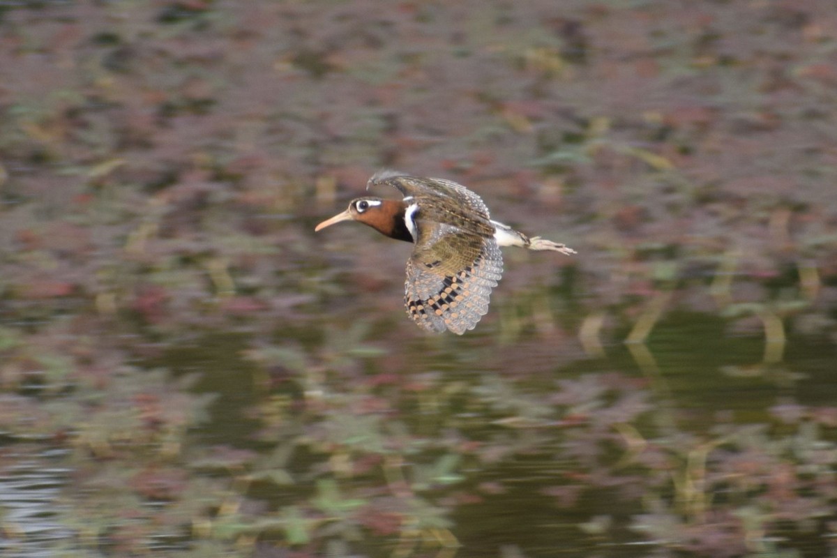 Цветной бекас - ML647407172