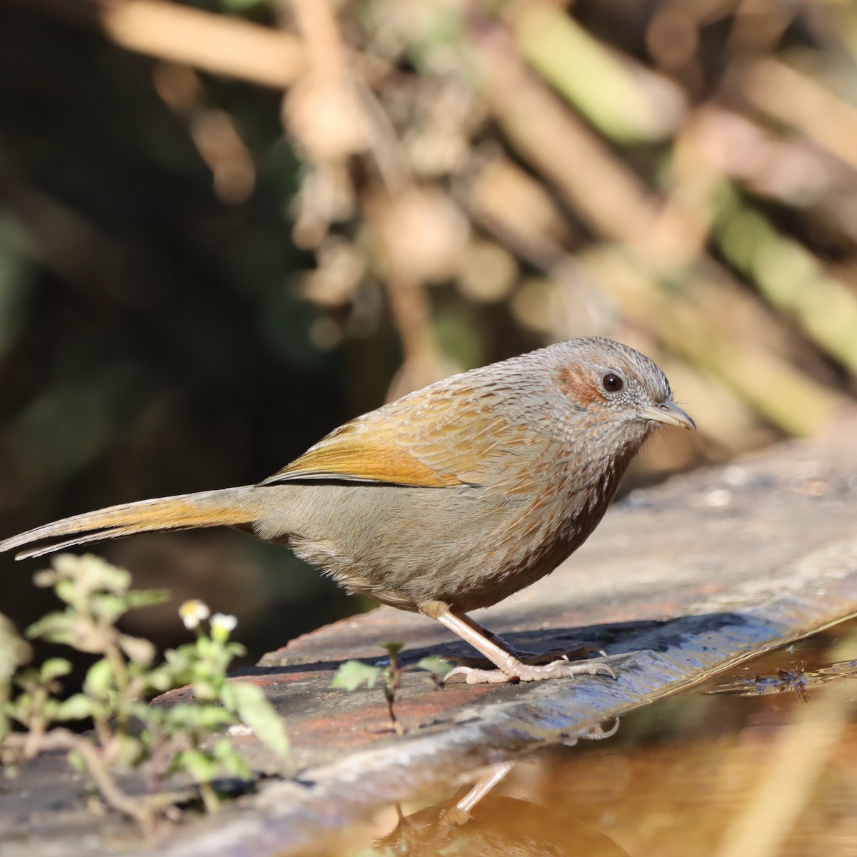 Yağmurlu Gevezeardıç - ML647407173