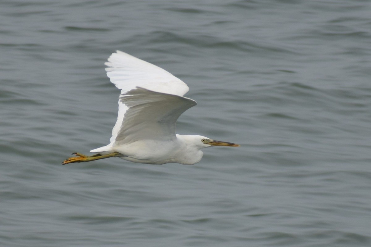 Восточная рифовая цапля - ML647407174