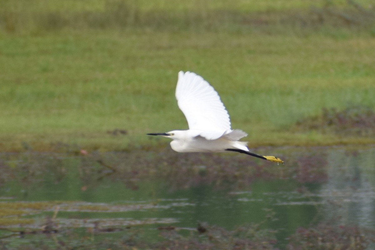 Малая белая цапля - ML647407177