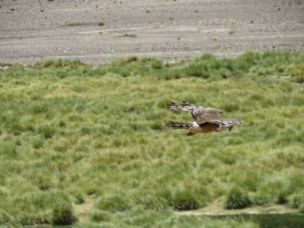 Cinereous Harrier - ML647407178
