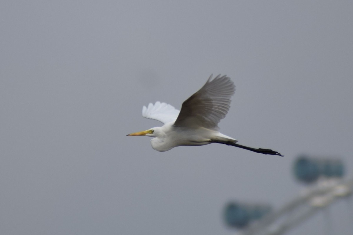 Средняя белая цапля - ML647407181