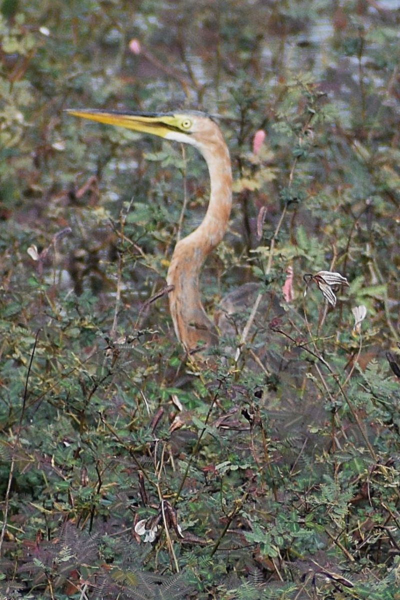 Рыжая цапля - ML647407182