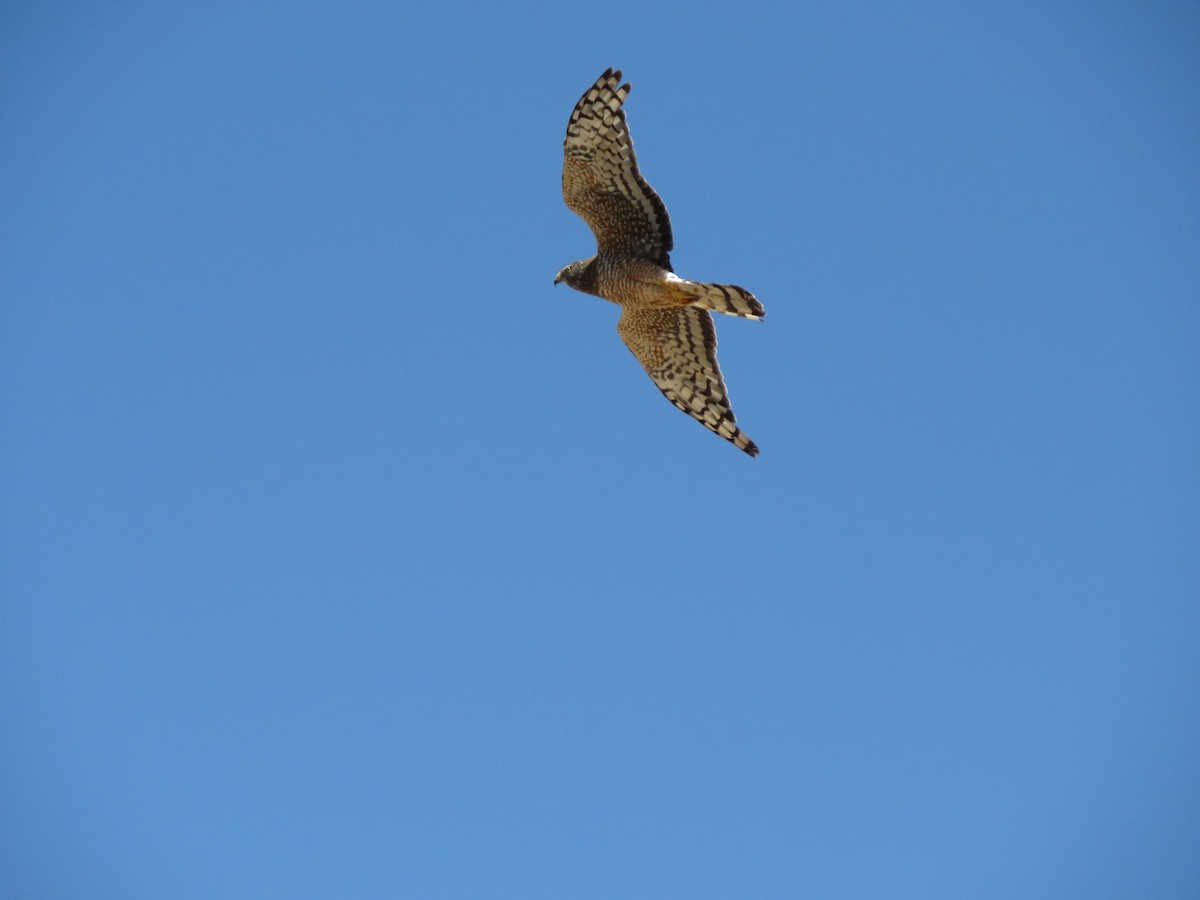 Cinereous Harrier - ML647407183