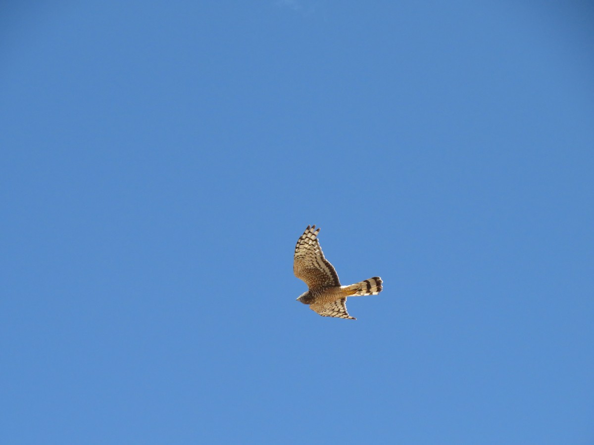 Cinereous Harrier - ML647407185
