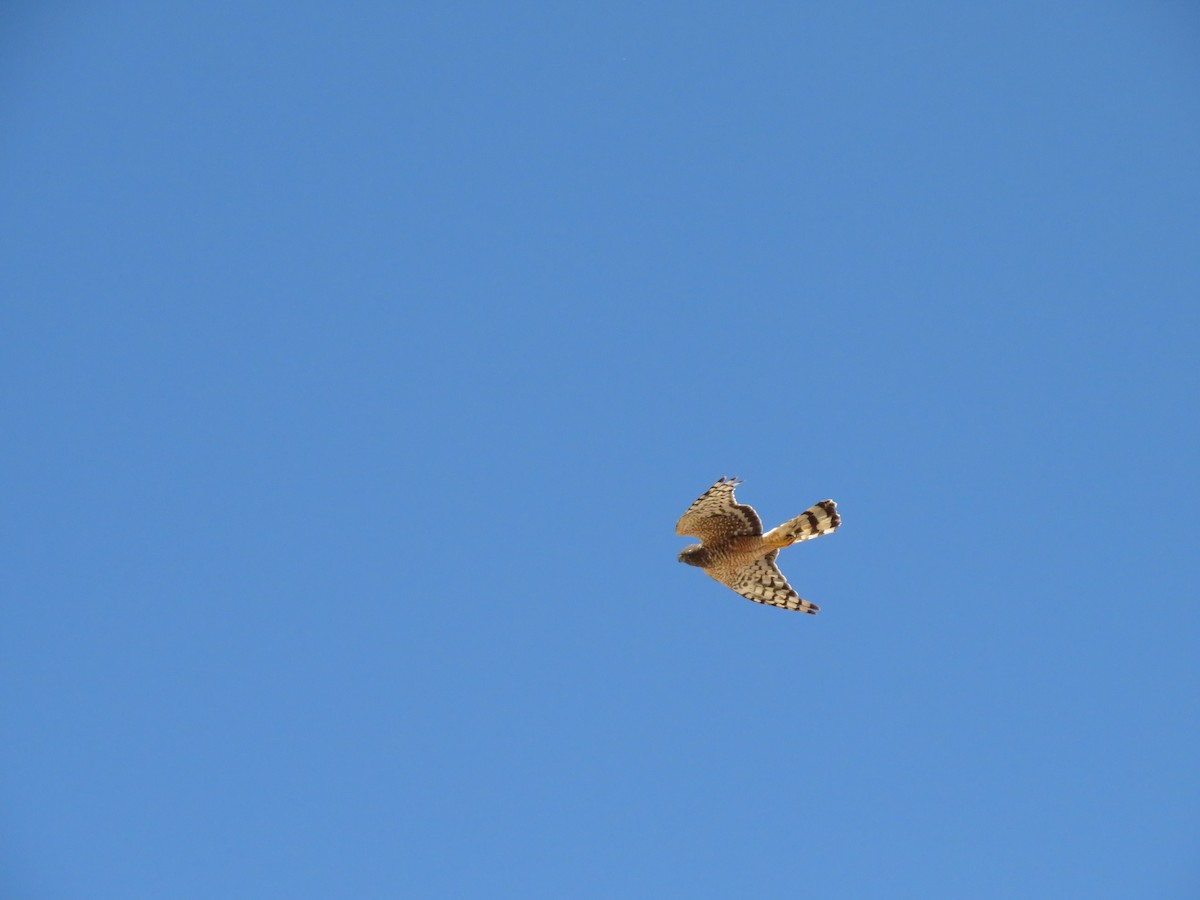 Cinereous Harrier - ML647407186