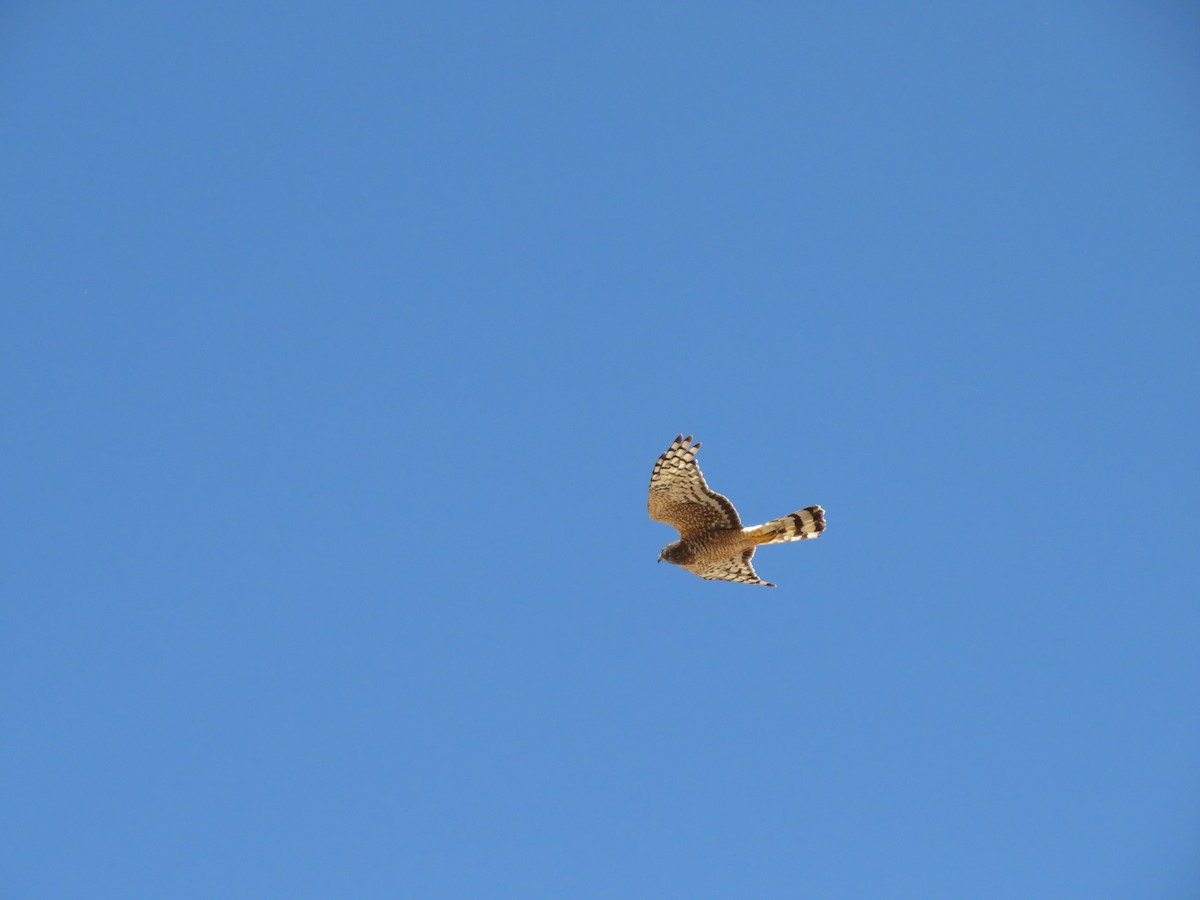 Cinereous Harrier - ML647407187