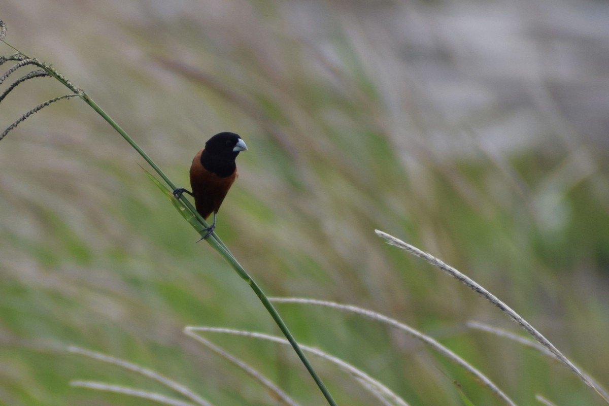 Chestnut Munia - ML647407188