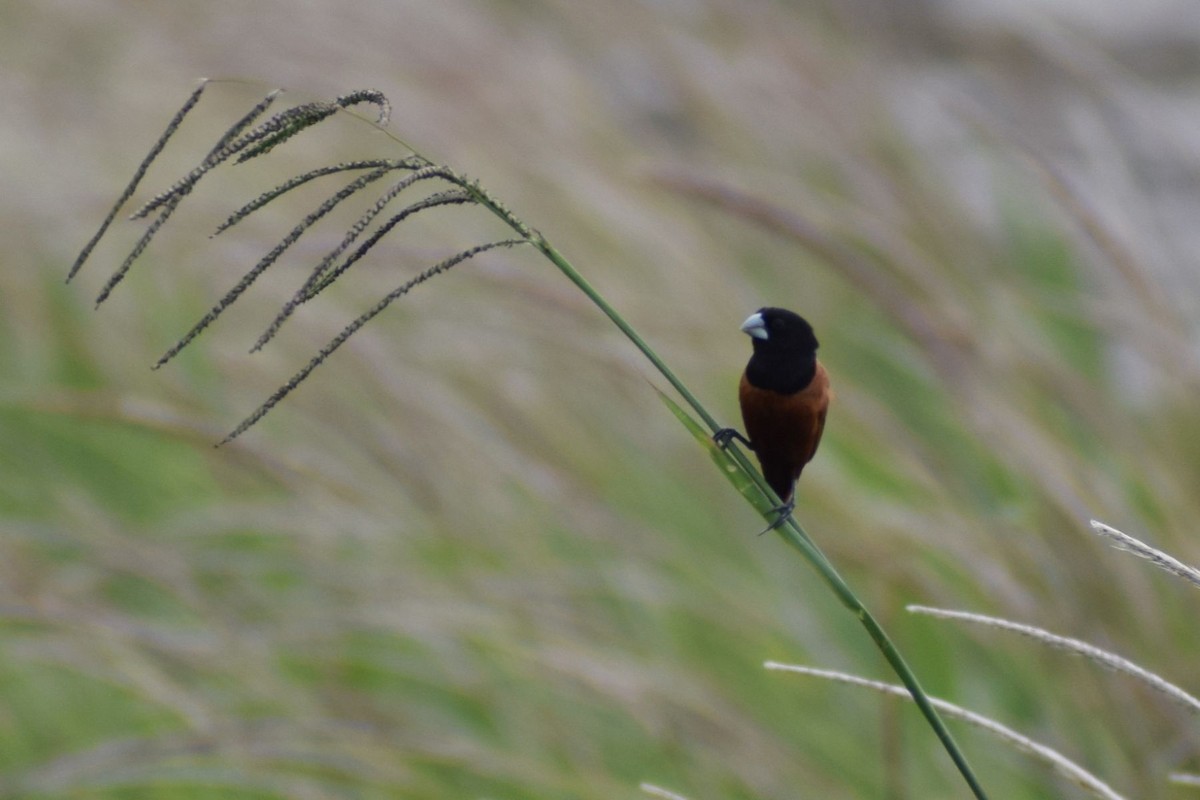 Chestnut Munia - ML647407189