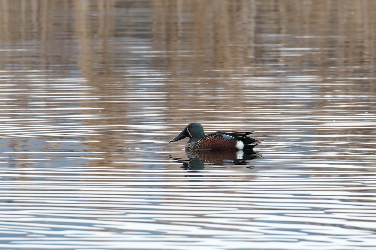 Australasian Shoveler - ML647407206