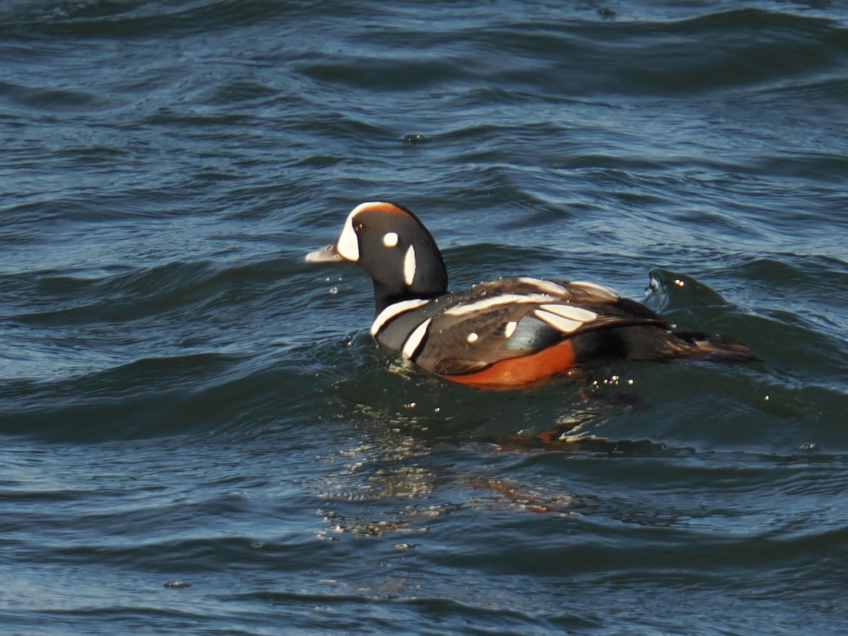 Harlequin Duck - ML647407208