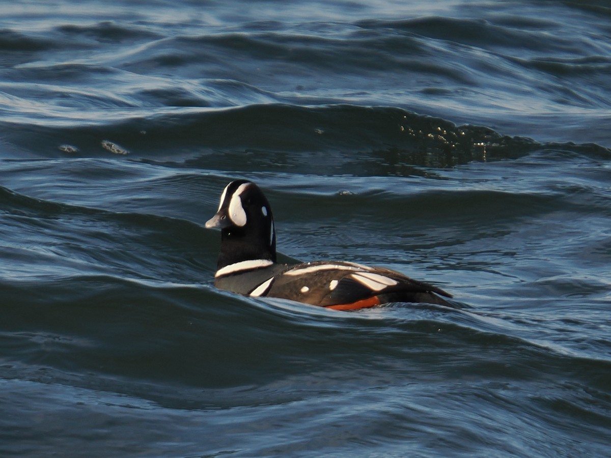 Harlequin Duck - ML647407209