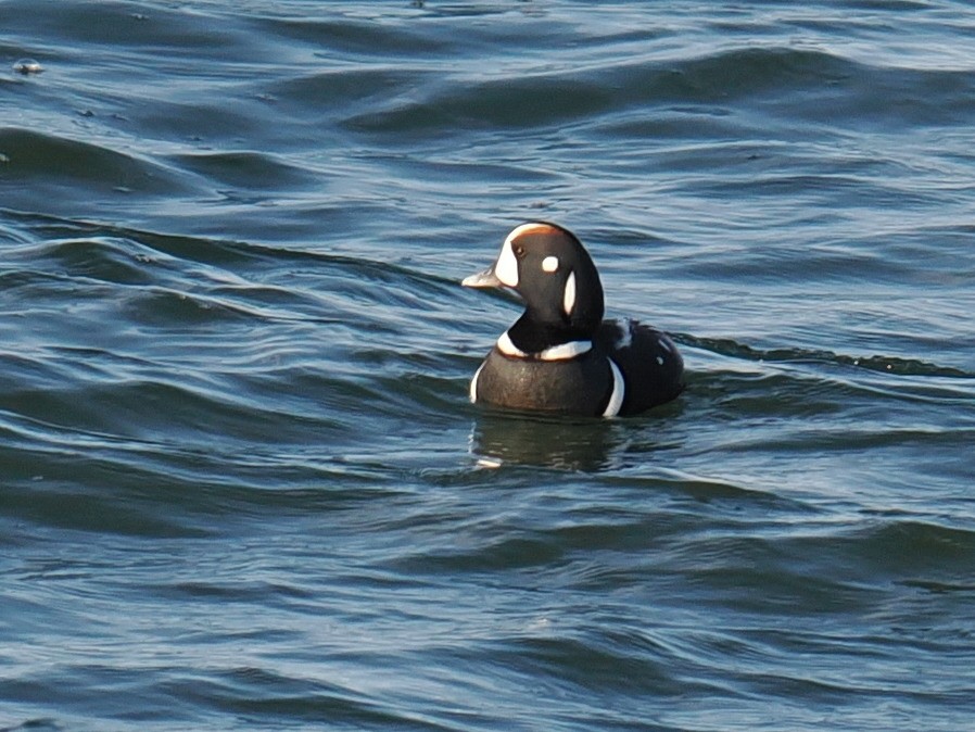 Harlequin Duck - ML647407210