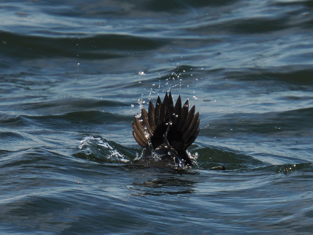 Harlequin Duck - ML647407211