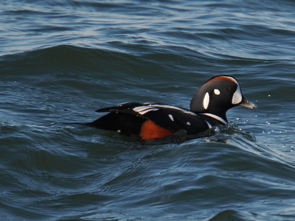 Harlequin Duck - ML647407212