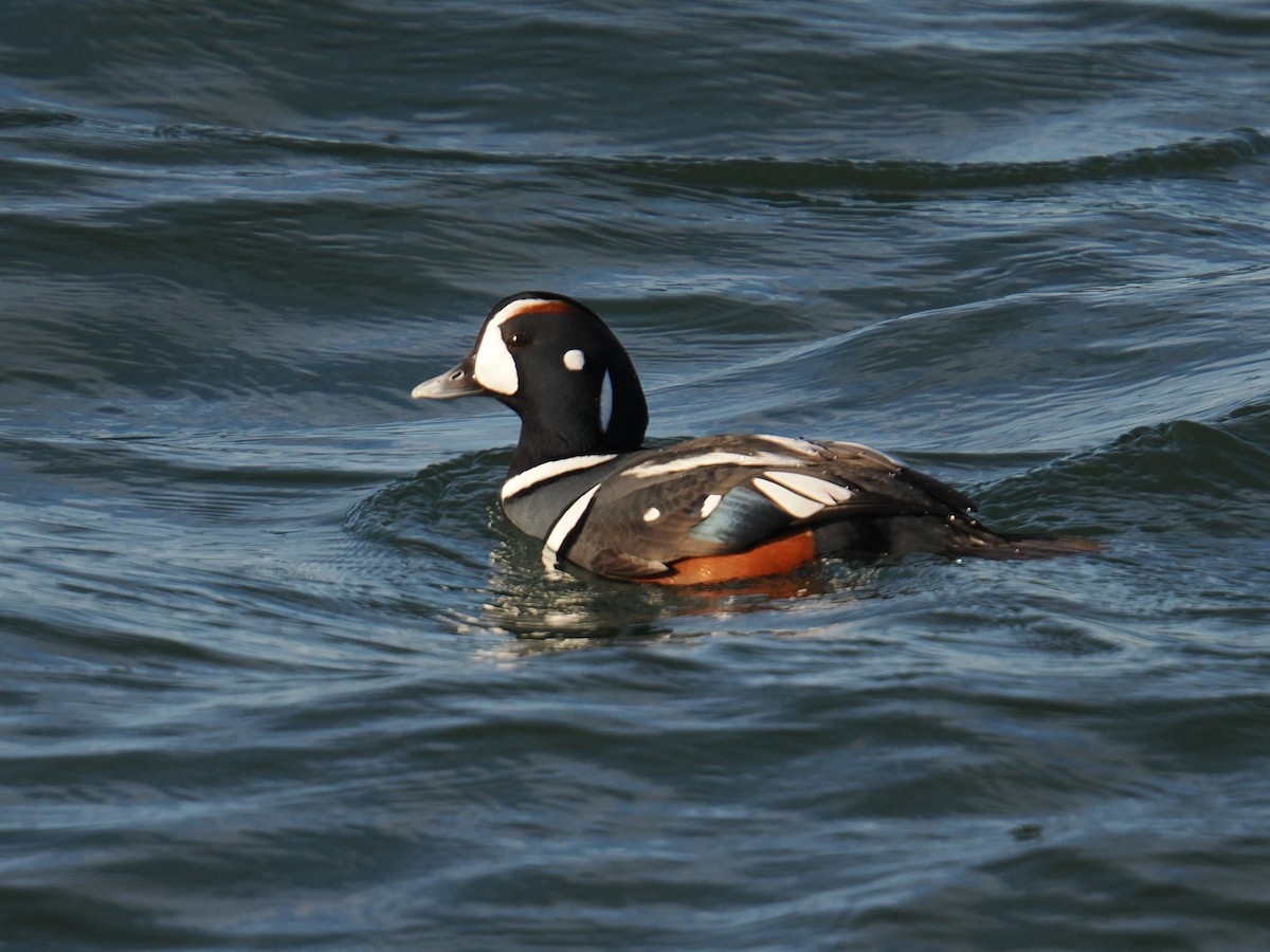 Harlequin Duck - ML647407213