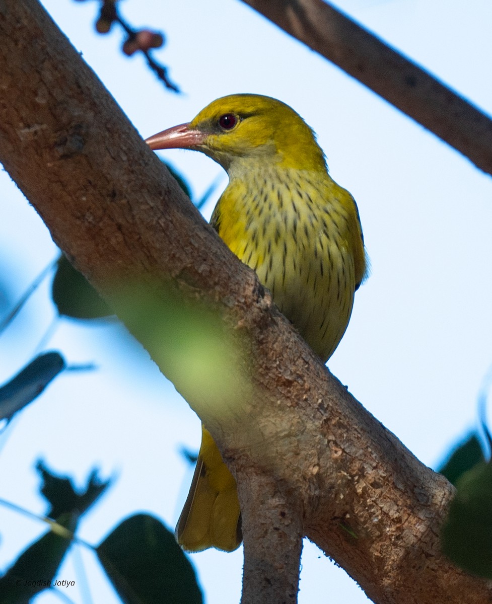 Indian Golden Oriole - ML647407220