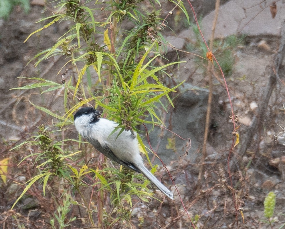 Mésange boréale - ML647407221