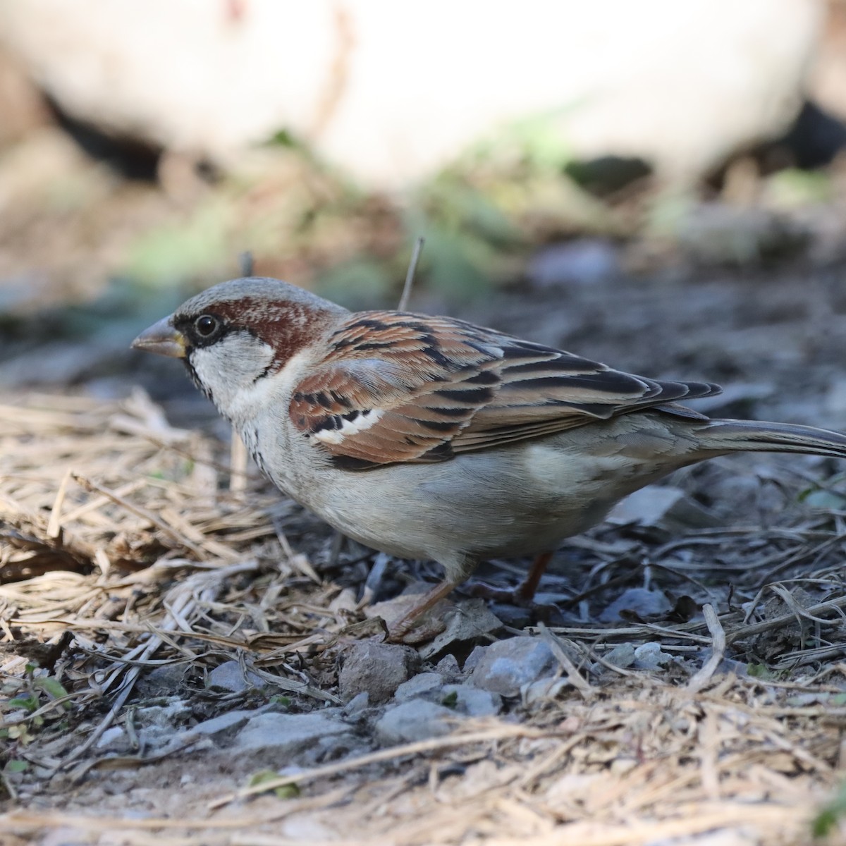 דרור הבית - ML647407246