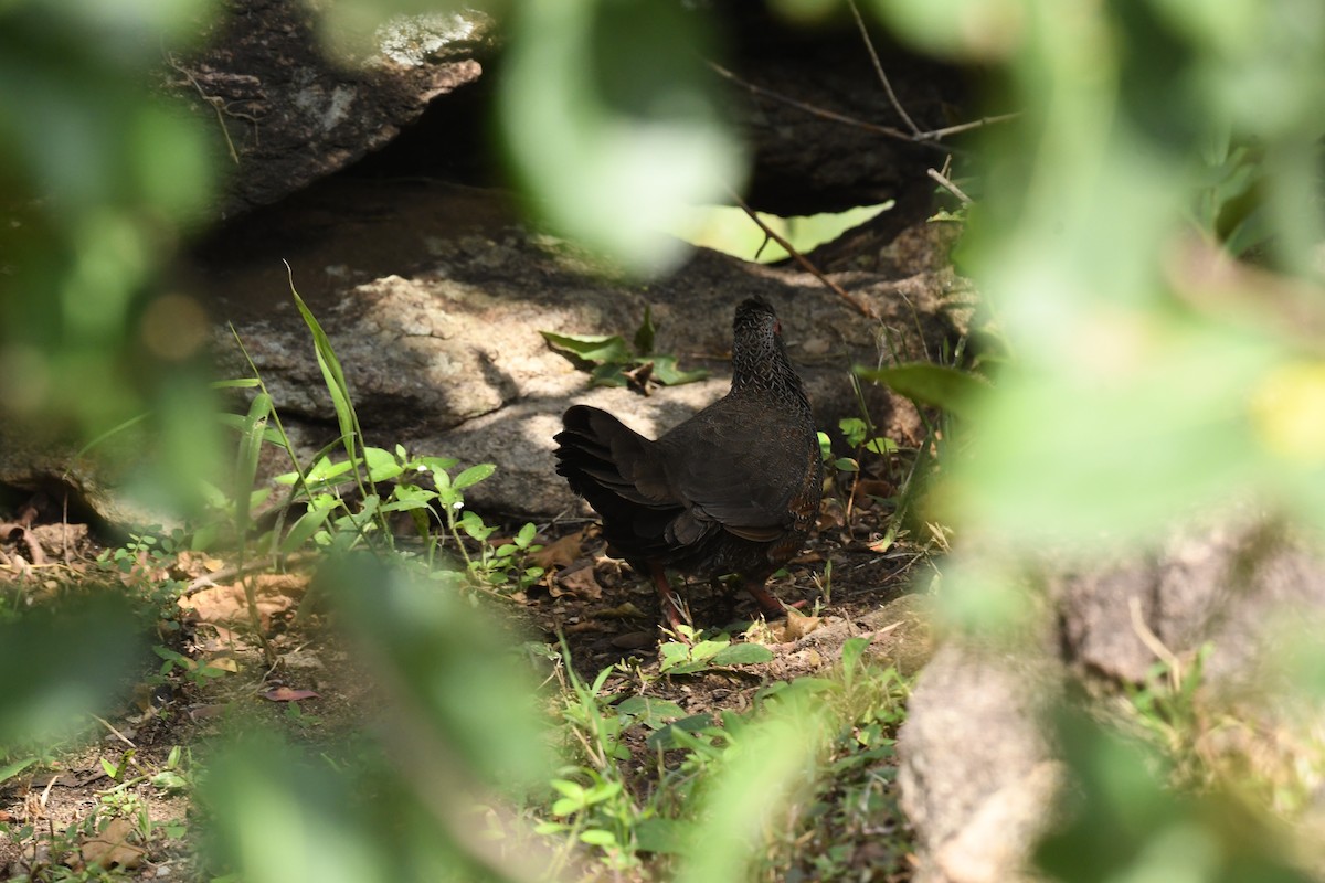 Stone Partridge - ML647407250