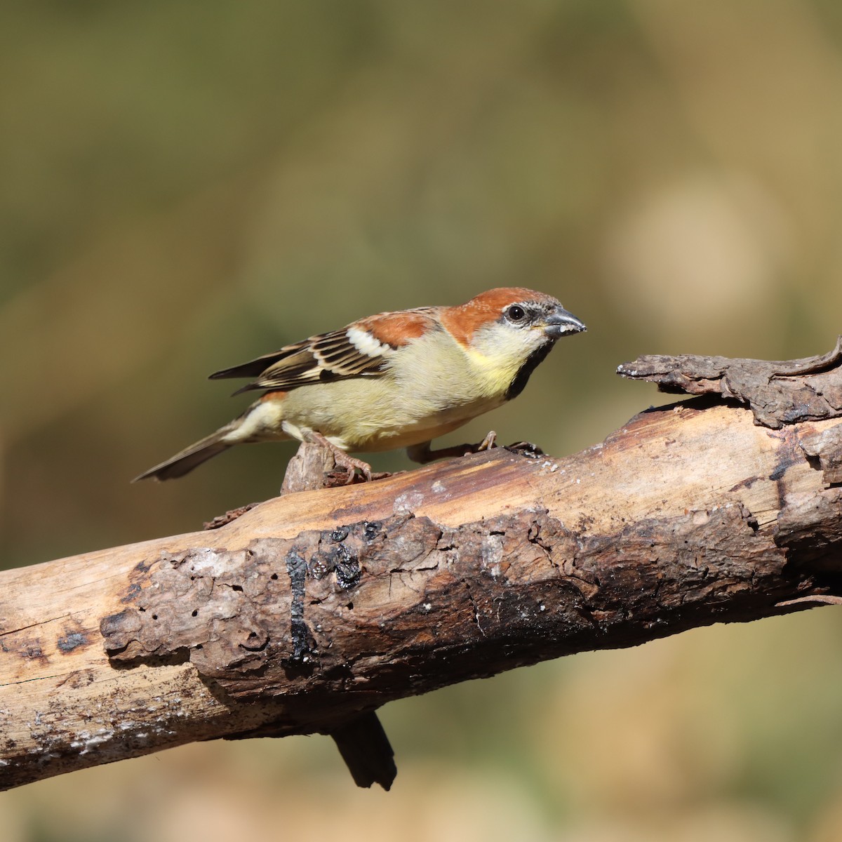 Russet Sparrow - ML647407257