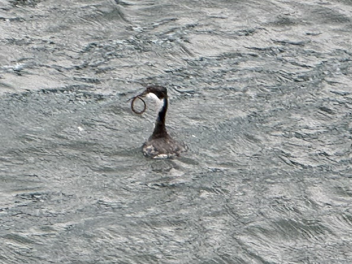 Пірникоза червоношия - ML647407259