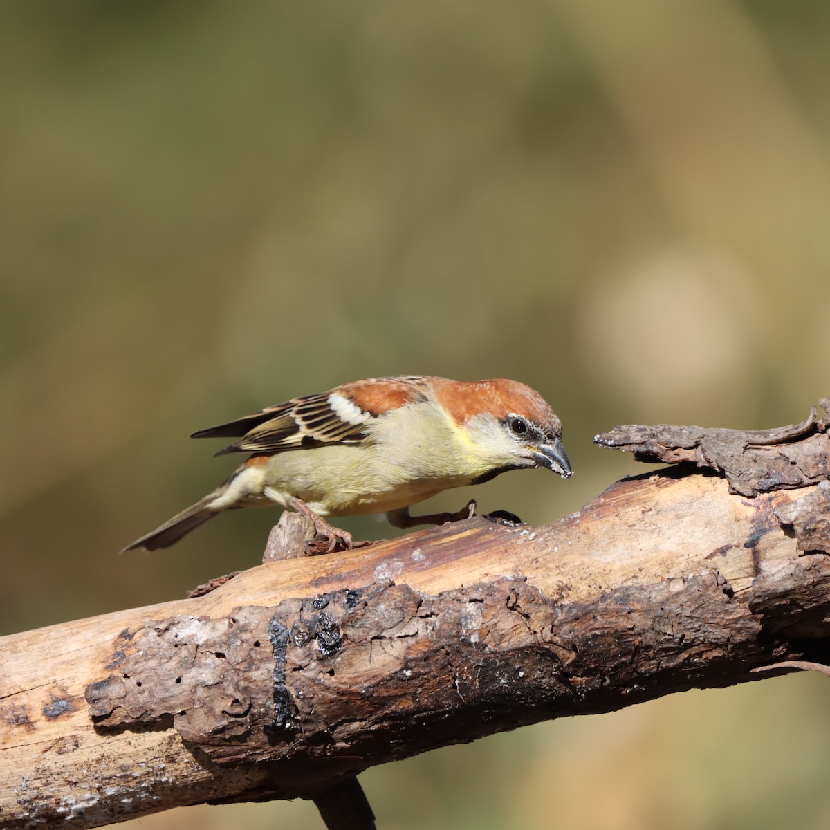 Russet Sparrow - ML647407268