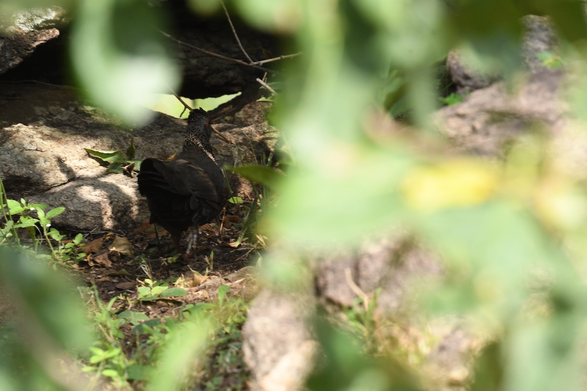 Stone Partridge - ML647407270