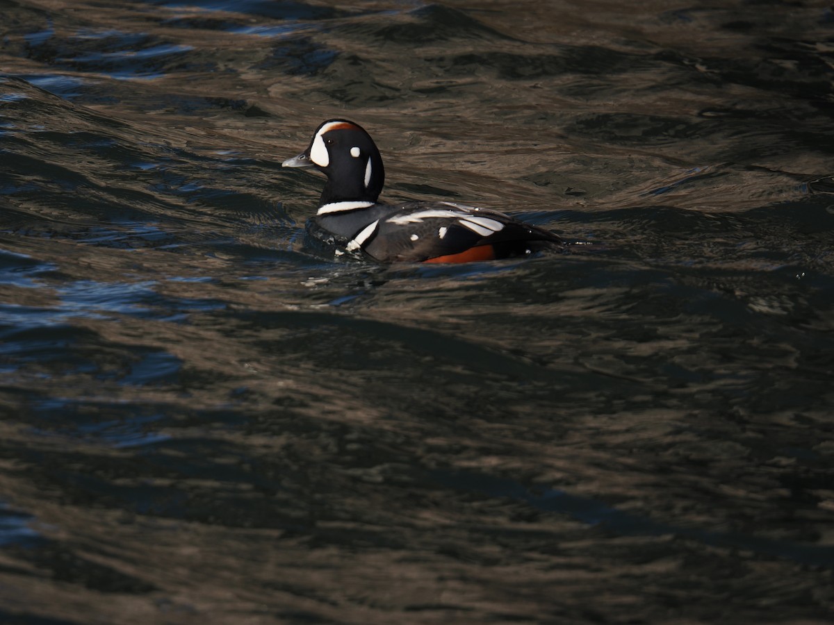 Harlequin Duck - ML647407281