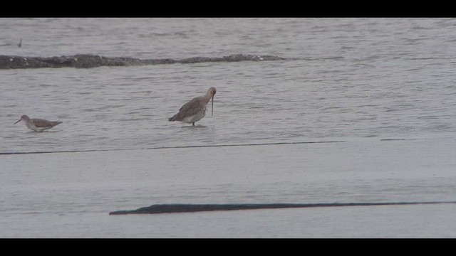 לימוזה מצויה (סינית) - ML647407330