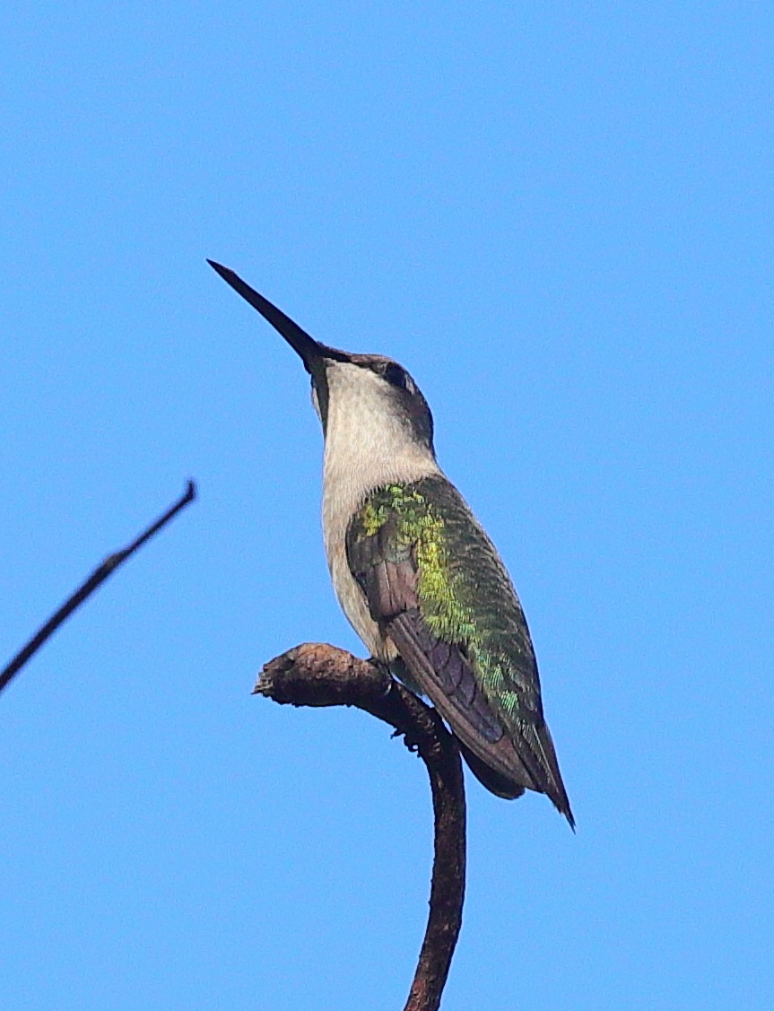 Ruby-throated Hummingbird - ML647407338