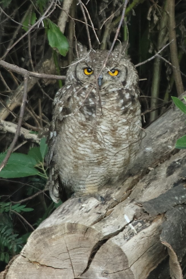 Spotted Eagle-Owl - ML647407362