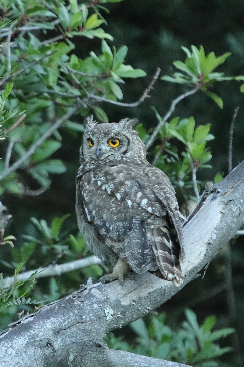 Spotted Eagle-Owl - ML647407363