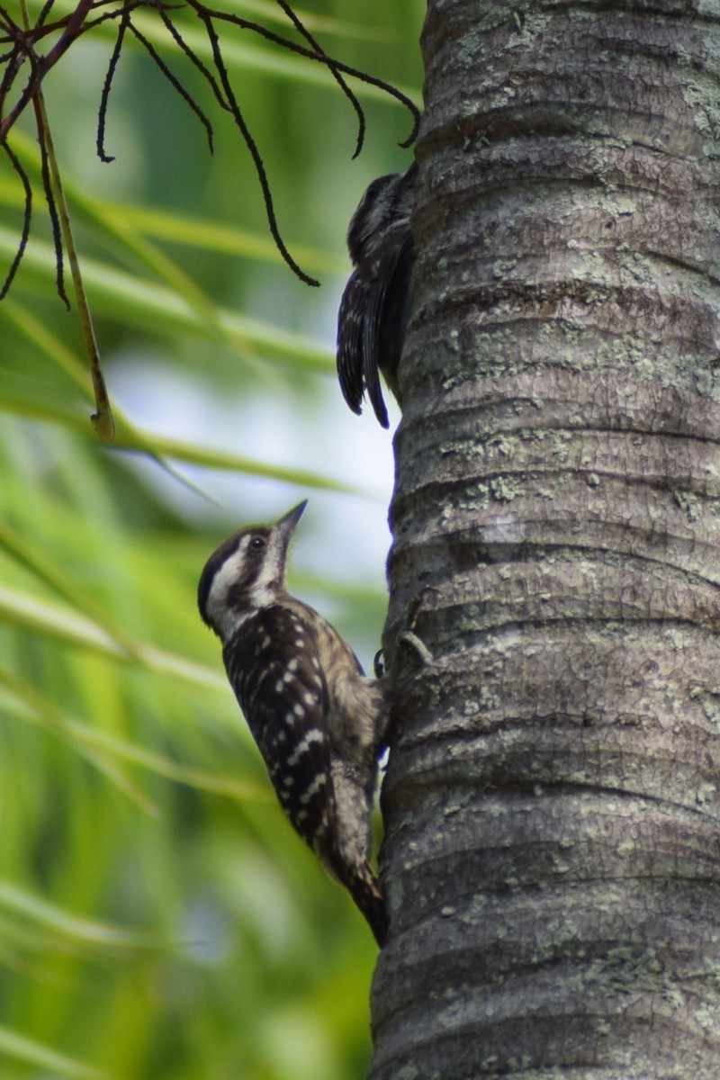 Зондский острокрылый дятел - ML647407370