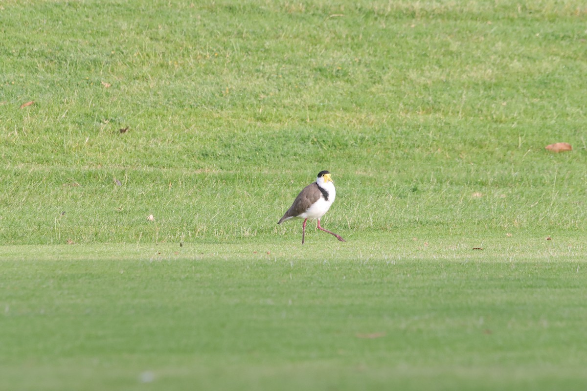 Avefría Militar - ML647407383