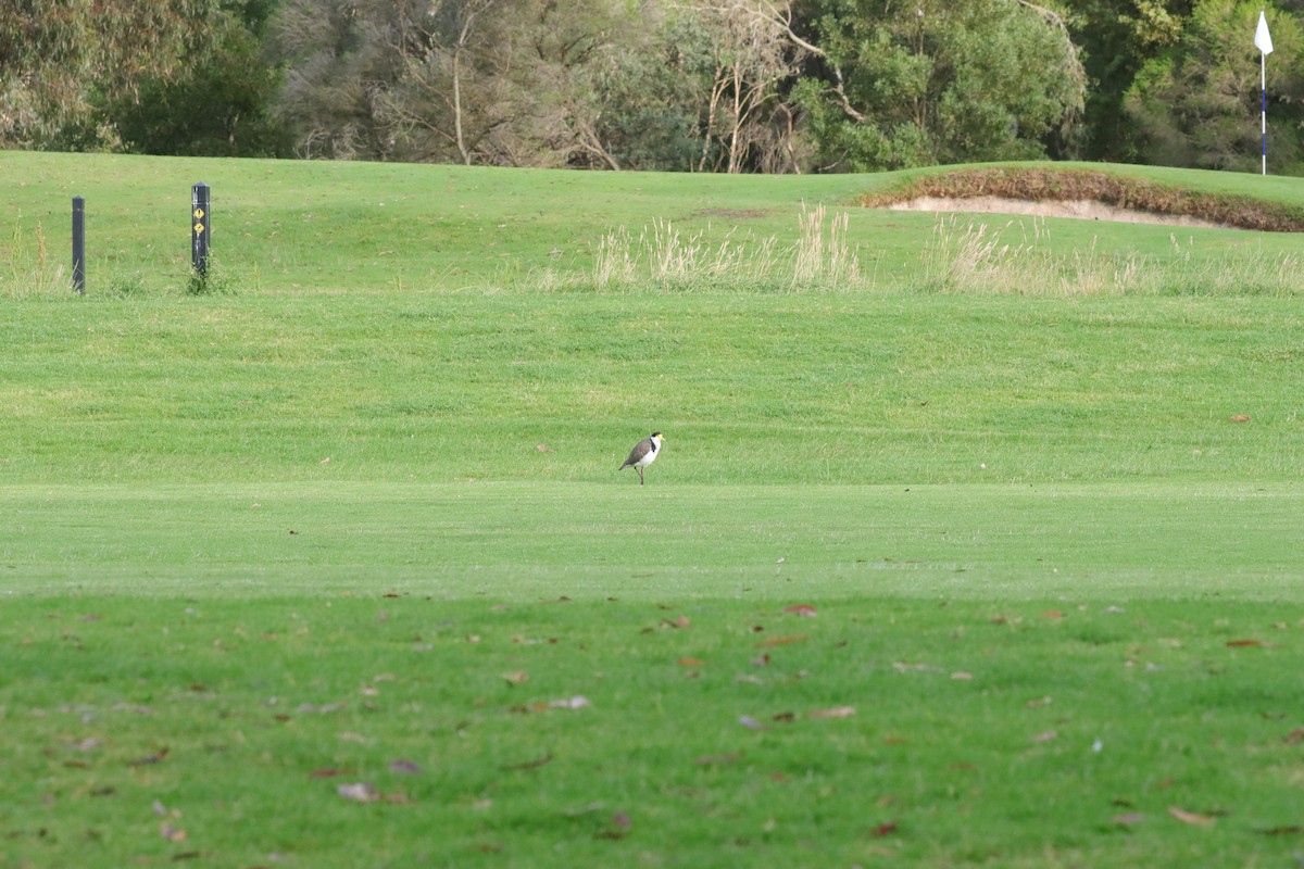 Avefría Militar - ML647407384