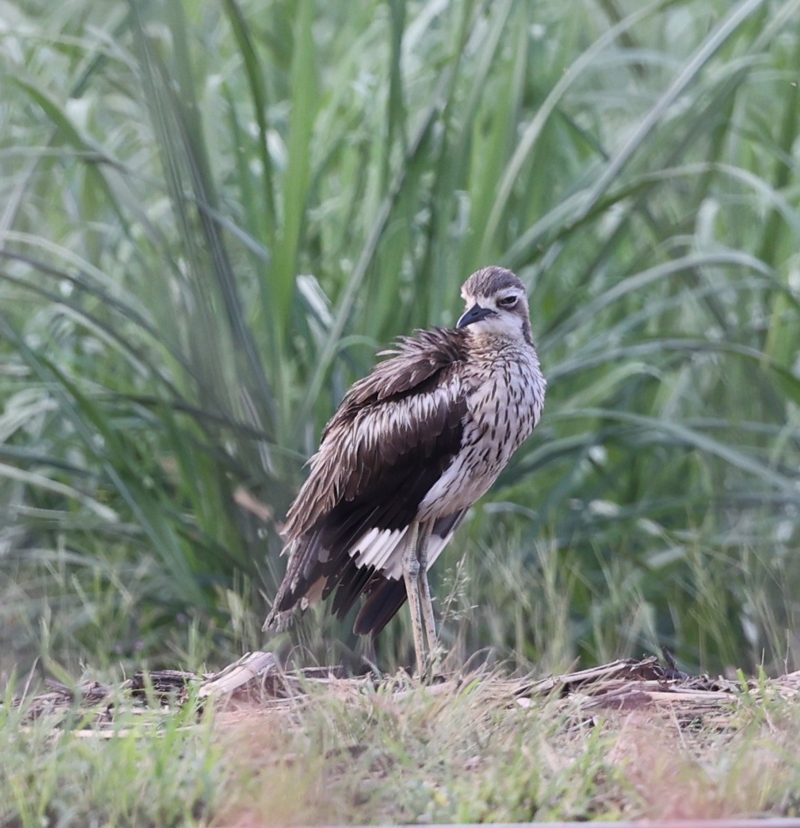Bush Thick-knee - ML647407398