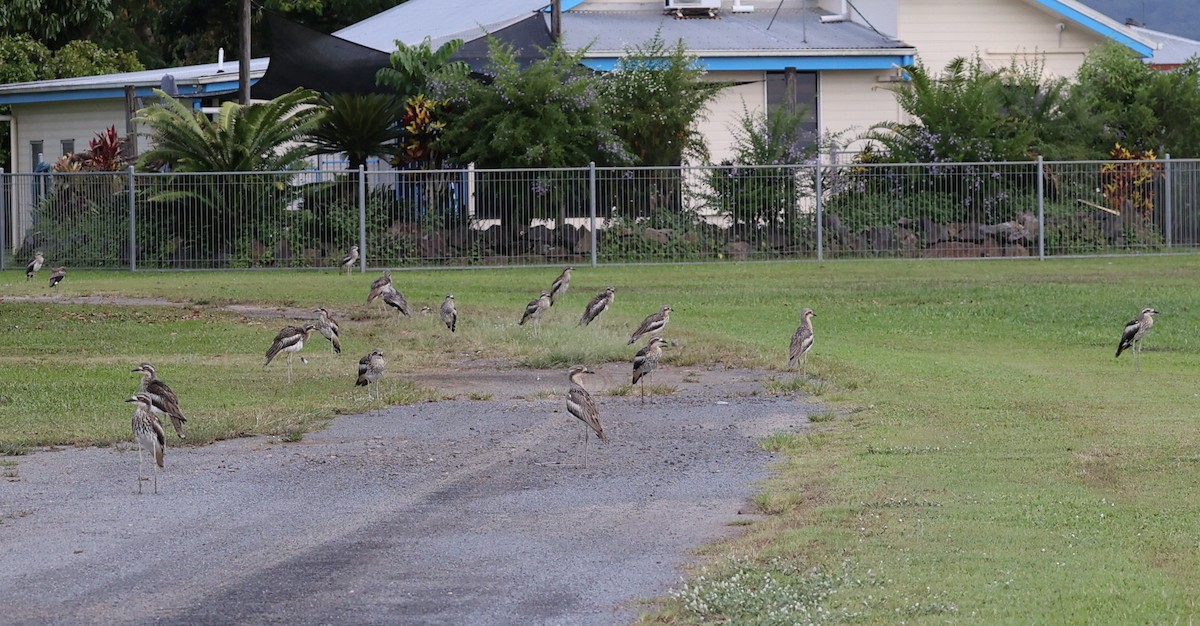 Bush Thick-knee - ML647407399