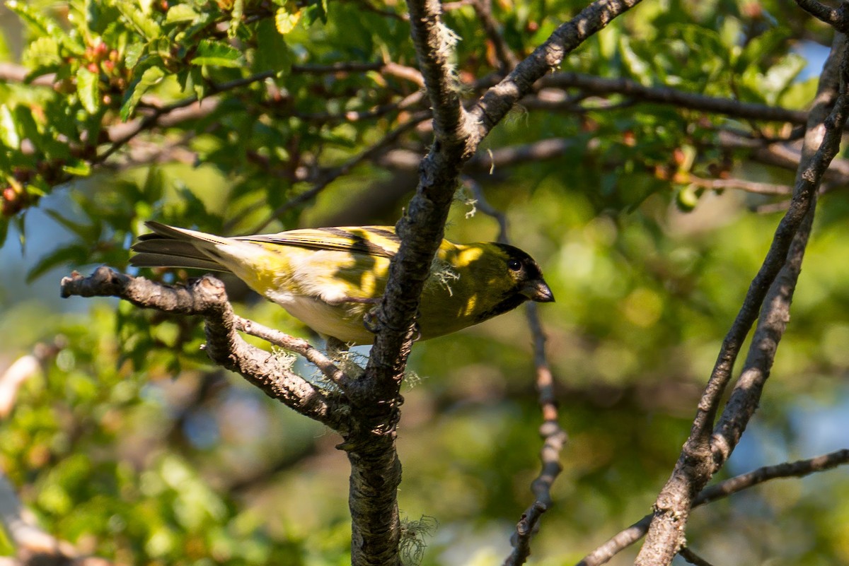 Black-chinned Siskin - ML647407400