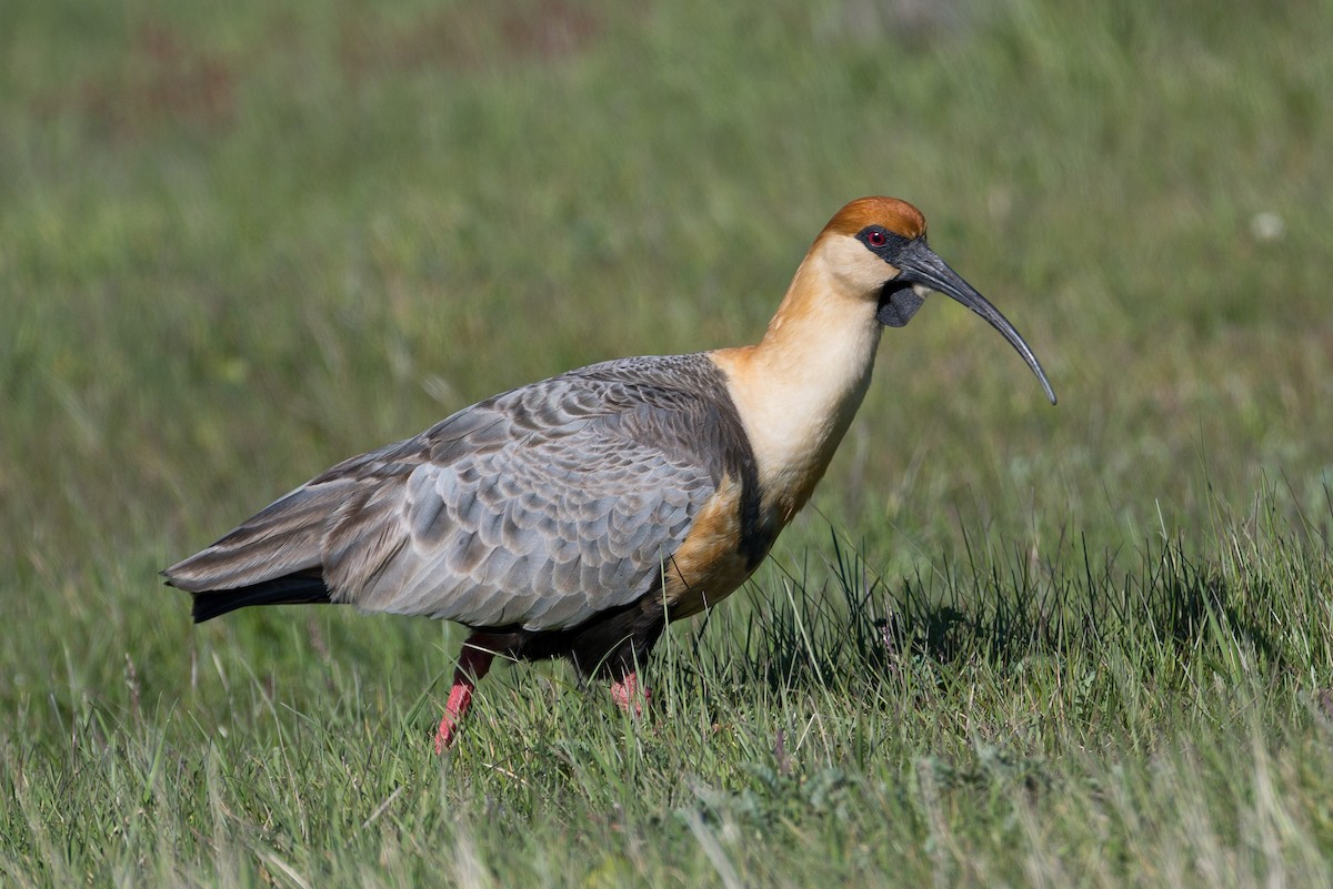 ibis laločnatý - ML647407406