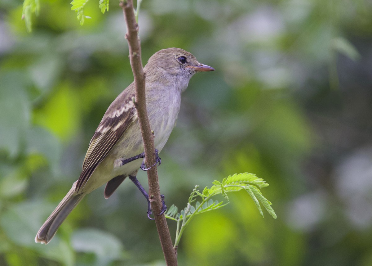 Élénie siffleuse - ML647407422