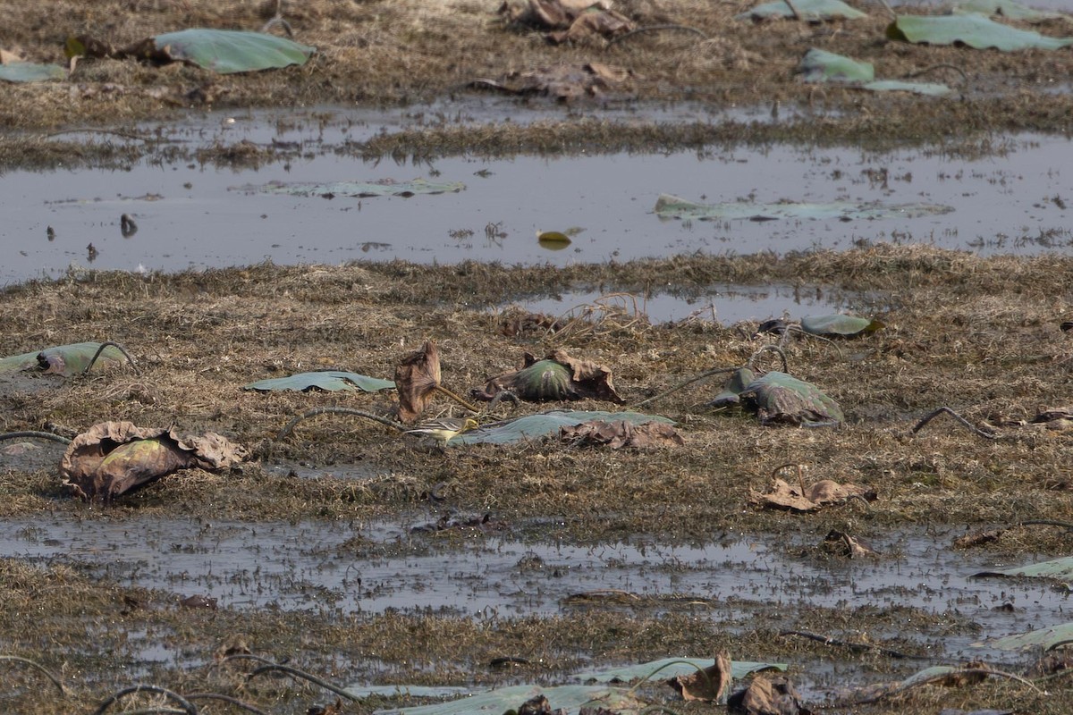 Western Yellow Wagtail - ML647407425