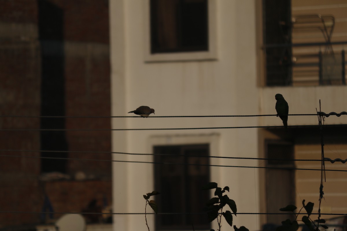 Rose-ringed Parakeet - ML647407468