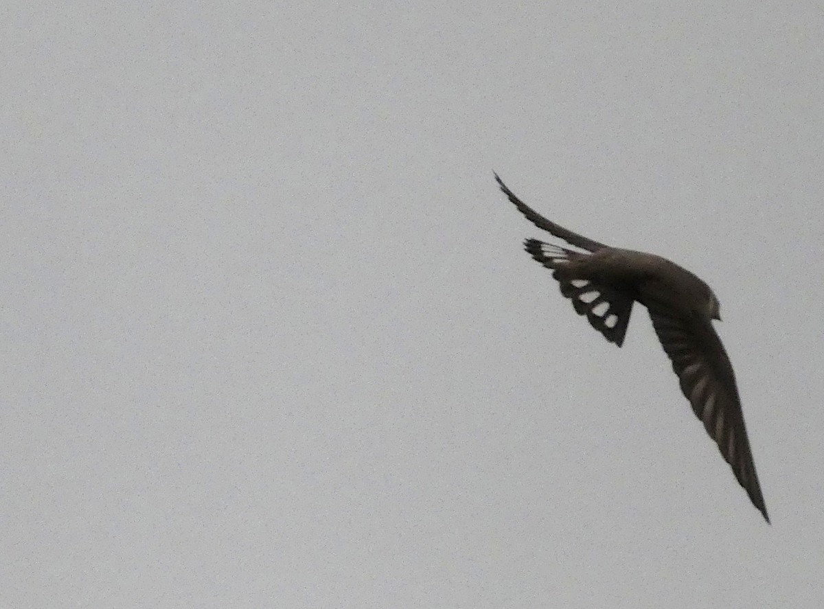 Eurasian Crag-Martin - ML647407469