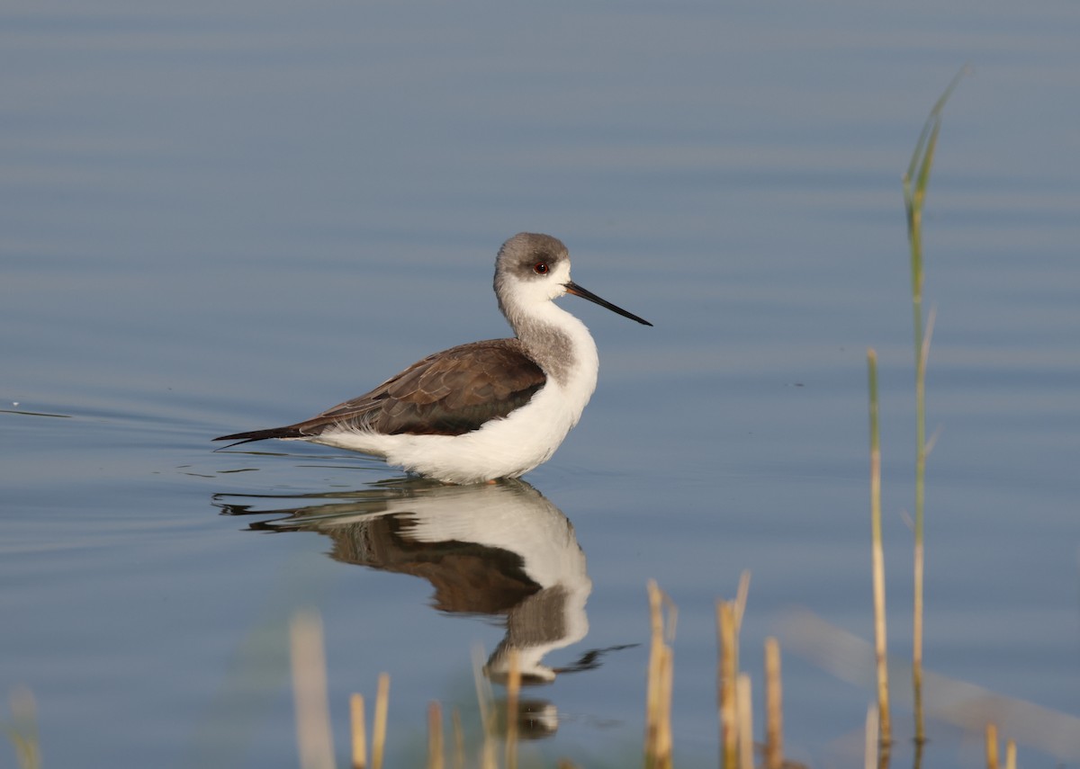 Black-winged Stilt - ML647407470