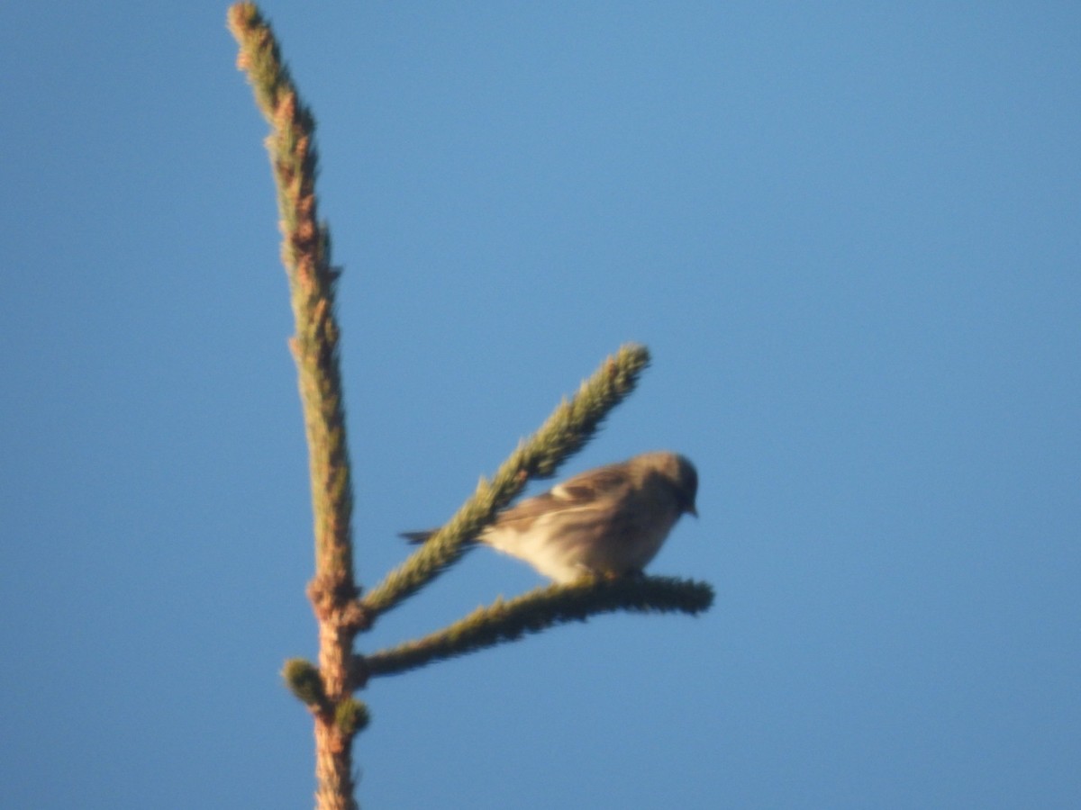 Txoka txikia - ML647407473