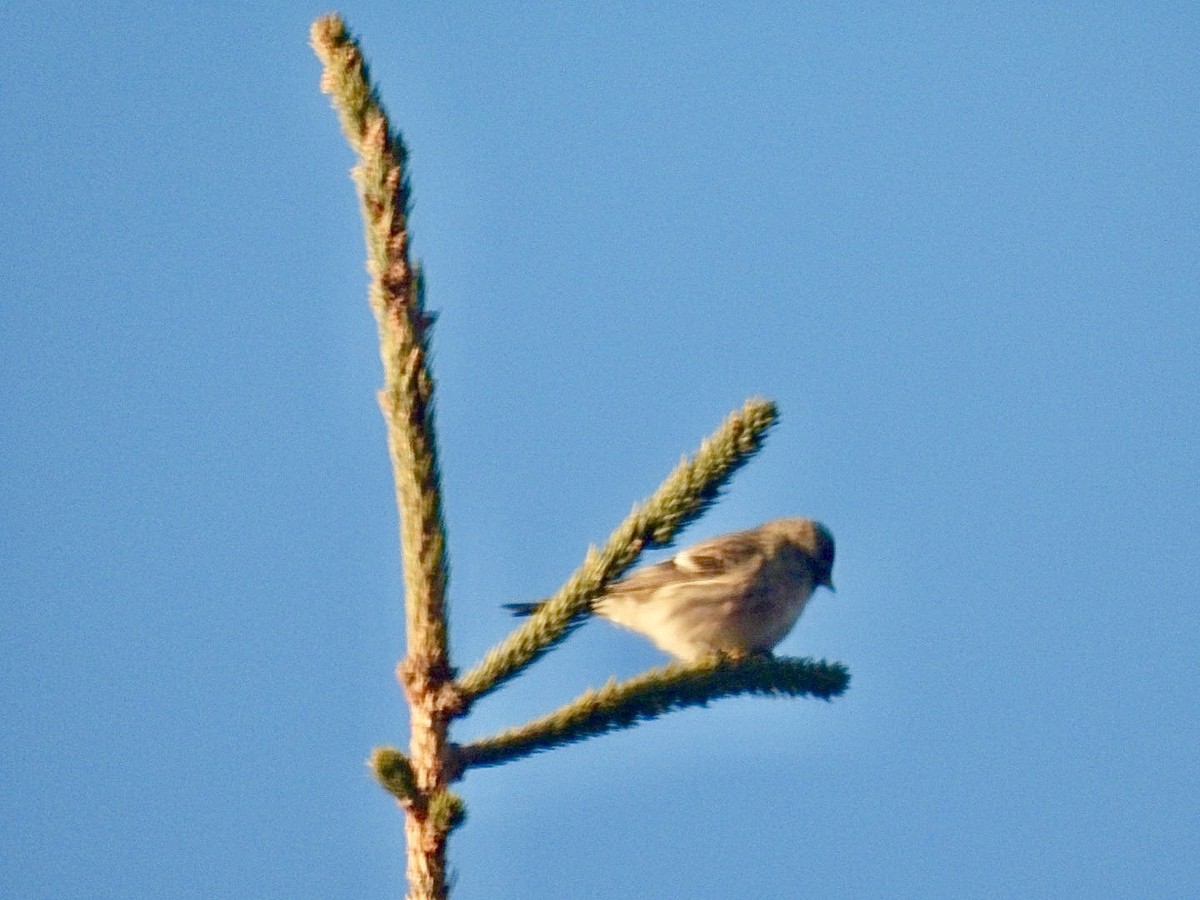 Txoka txikia - ML647407474