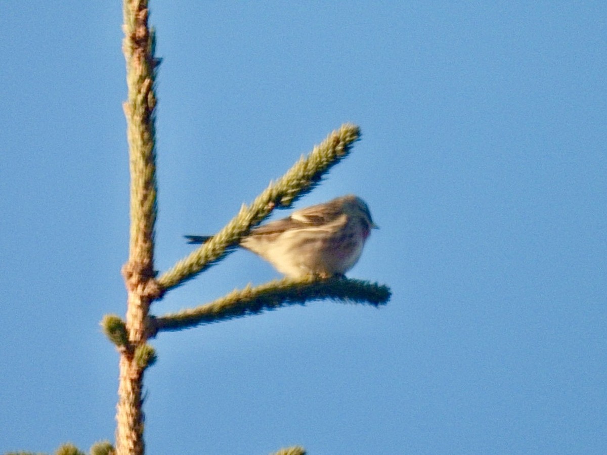 Txoka txikia - ML647407475