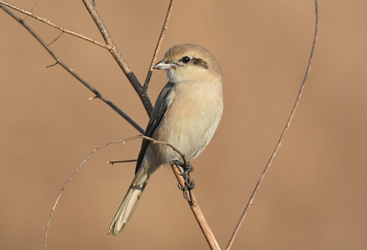 Isabelline Shrike - ML647407476
