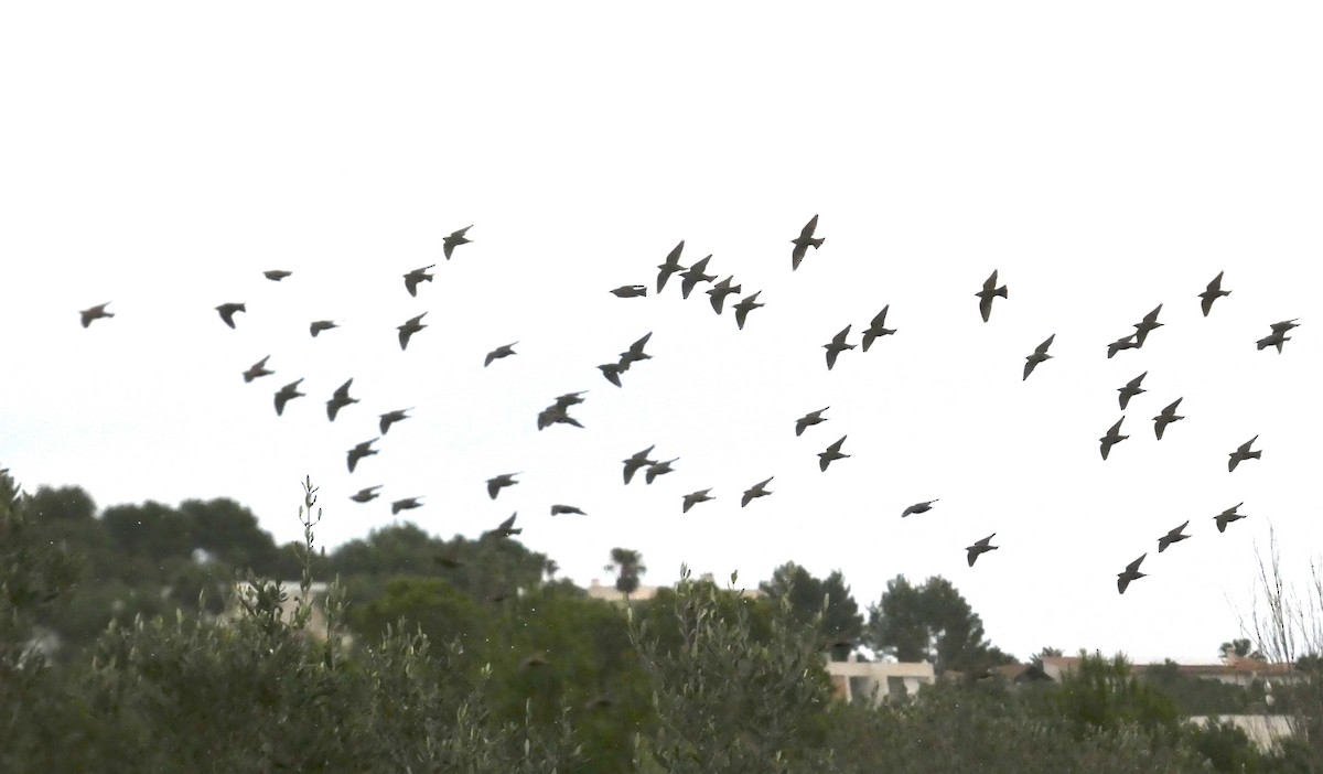 European Starling - ML647407477